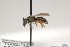  ( - OSAC_0001252121)  @11 [ ] CreativeCommons  Attribution (by) (2021) Pollinator Health Lab Oregon State University