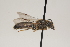 ( - OSAC_0001252154)  @11 [ ] CreativeCommons  Attribution (by) (2021) Pollinator Health Lab Oregon State University