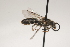  ( - OSAC_0001252150)  @11 [ ] CreativeCommons  Attribution (by) (2021) Pollinator Health Lab Oregon State University