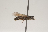  ( - OSAC_0001252163)  @11 [ ] CreativeCommons  Attribution (by) (2021) Pollinator Health Lab Oregon State University