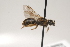  ( - OSAC_0001252175)  @11 [ ] CreativeCommons  Attribution (by) (2021) Pollinator Health Lab Oregon State University