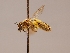  ( - OSAC_0001252436)  @11 [ ] CreativeCommons  Attribution (by) (2022) Pollinator Health Lab Oregon State University