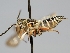  ( - OSAC_0001277893)  @11 [ ] CreativeCommons  Attribution (by) (2022) Pollinator Health Lab Oregon State University
