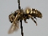  ( - OSAC_0001273424)  @11 [ ] CreativeCommons  Attribution (by) (2022) Pollinator Health Lab Oregon State University