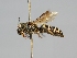  ( - OSAC_0001224215)  @11 [ ] CreativeCommons  Attribution (by) (2022) Pollinator Health Lab Oregon State University