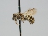  ( - OSAC_0001273452)  @11 [ ] CreativeCommons  Attribution (by) (2022) Pollinator Health Lab Oregon State University
