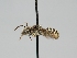  ( - OSAC_0001277906)  @11 [ ] CreativeCommons  Attribution (by) (2022) Pollinator Health Lab Oregon State University