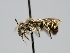  ( - OSAC_0001273454)  @11 [ ] CreativeCommons  Attribution (by) (2022) Pollinator Health Lab Oregon State University