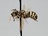  ( - OSAC_0001277909)  @11 [ ] CreativeCommons  Attribution (by) (2022) Pollinator Health Lab Oregon State University