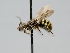  ( - OSAC_0001277910)  @11 [ ] CreativeCommons  Attribution (by) (2022) Pollinator Health Lab Oregon State University