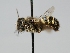  ( - OSAC_0001273451)  @11 [ ] CreativeCommons  Attribution (by) (2022) Pollinator Health Lab Oregon State University