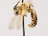  (Andrena sp. 4 - OSAC_0001277951)  @11 [ ] CreativeCommons  Attribution (by) (2022) Pollinator Health Lab Oregon State University