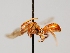  ( - OSAC_0001277991)  @11 [ ] CreativeCommons  Attribution (by) (2022) Pollinator Health Lab Oregon State University