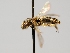  ( - OSAC_0001278003)  @11 [ ] CreativeCommons  Attribution (by) (2022) Pollinator Health Lab Oregon State University