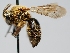  (Andrena quintiliformis - OSAC_0001277997)  @11 [ ] CreativeCommons  Attribution (by) (2022) Pollinator Health Lab Oregon State University