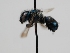  ( - OSAC_0001278050)  @11 [ ] CreativeCommons  Attribution (by) (2022) Pollinator Health Lab Oregon State University