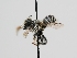  ( - OSAC_0001278074)  @11 [ ] CreativeCommons  Attribution (by) (2022) Pollinator Health Lab Oregon State University