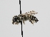  ( - OSAC_0001278065)  @11 [ ] CreativeCommons  Attribution (by) (2022) Pollinator Health Lab Oregon State University