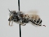  ( - OSAC_0001278089)  @11 [ ] CreativeCommons  Attribution (by) (2022) Pollinator Health Lab Oregon State University