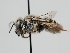  ( - OSAC_0001278093)  @11 [ ] CreativeCommons  Attribution (by) (2022) Pollinator Health Lab Oregon State University