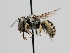  ( - OSAC_0001278094)  @11 [ ] CreativeCommons  Attribution (by) (2022) Pollinator Health Lab Oregon State University
