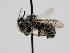  ( - OSAC_0001276955)  @11 [ ] CreativeCommons  Attribution (by) (2022) Pollinator Health Lab Oregon State University