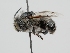  ( - OSAC_0001273243)  @11 [ ] CreativeCommons  Attribution (by) (2022) Pollinator Health Lab Oregon State University