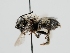  ( - OSAC_0001273402)  @11 [ ] CreativeCommons  Attribution (by) (2022) Pollinator Health Lab Oregon State University