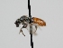  ( - OSAC_0001278114)  @11 [ ] CreativeCommons  Attribution (by) (2022) Pollinator Health Lab Oregon State University