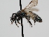  ( - OSAC_0001275667)  @11 [ ] CreativeCommons  Attribution (by) (2022) Pollinator Health Lab Oregon State University