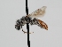  ( - OSAC_0001278112)  @11 [ ] CreativeCommons  Attribution (by) (2022) Pollinator Health Lab Oregon State University
