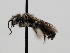  ( - OSAC_0001278125)  @11 [ ] CreativeCommons  Attribution (by) (2022) Pollinator Health Lab Oregon State University