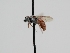  ( - OSAC_0001275708)  @11 [ ] CreativeCommons  Attribution (by) (2022) Pollinator Health Lab Oregon State University