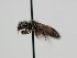 ( - OSAC_0001278129)  @11 [ ] CreativeCommons  Attribution (by) (2022) Pollinator Health Lab Oregon State University
