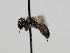  ( - OSAC_0001278130)  @11 [ ] CreativeCommons  Attribution (by) (2022) Pollinator Health Lab Oregon State University