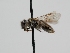  ( - OSAC_0001278138)  @11 [ ] CreativeCommons  Attribution (by) (2022) Pollinator Health Lab Oregon State University