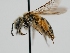  ( - OSAC_0001278148)  @11 [ ] CreativeCommons  Attribution (by) (2022) Pollinator Health Lab Oregon State University