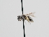  ( - OSAC_0001278186)  @11 [ ] CreativeCommons  Attribution (by) (2022) Pollinator Health Lab Oregon State University