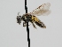  ( - OSAC_0001278219)  @11 [ ] CreativeCommons  Attribution (by) (2022) Pollinator Health Lab Oregon State University