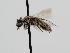  ( - OSAC_0001278220)  @11 [ ] CreativeCommons  Attribution (by) (2022) Pollinator Health Lab Oregon State University