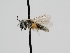  ( - OSAC_0001278240)  @11 [ ] CreativeCommons  Attribution (by) (2022) Pollinator Health Lab Oregon State University
