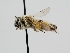  ( - OSAC_0001278242)  @11 [ ] CreativeCommons  Attribution (by) (2022) Pollinator Health Lab Oregon State University