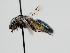  ( - OSAC_0001278276)  @11 [ ] CreativeCommons  Attribution (by) (2022) Pollinator Health Lab Oregon State University