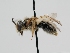  ( - OSAC_0001278273)  @11 [ ] CreativeCommons  Attribution (by) (2022) Pollinator Health Lab Oregon State University