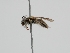  ( - OSAC_0001278381)  @11 [ ] CreativeCommons  Attribution (by) (2022) Pollinator Health Lab Oregon State University