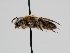  ( - OSAC_0001278398)  @11 [ ] CreativeCommons  Attribution (by) (2022) Pollinator Health Lab Oregon State University
