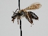  ( - OSAC_0001278402)  @11 [ ] CreativeCommons  Attribution (by) (2022) Pollinator Health Lab Oregon State University