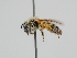  ( - OSAC_0001278403)  @11 [ ] CreativeCommons  Attribution (by) (2022) Pollinator Health Lab Oregon State University