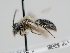  ( - OSAC_0001278438)  @11 [ ] CreativeCommons  Attribution (by) (2022) Pollinator Health Lab Oregon State University