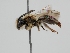  ( - OSAC_0001278454)  @11 [ ] CreativeCommons  Attribution (by) (2022) Pollinator Health Lab Oregon State University